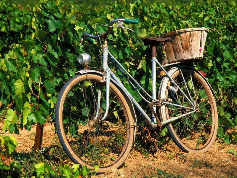 Vineyards France
